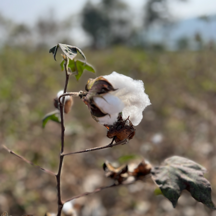 It starts with Ethically sourced Organic Cotton